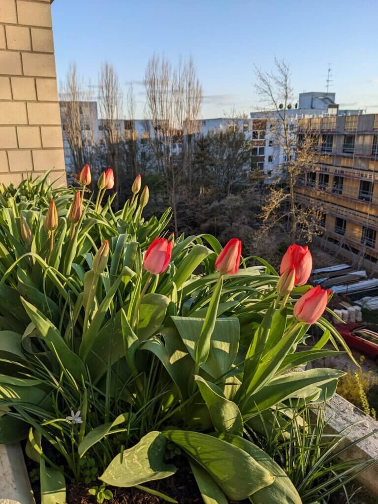 Rotblühende Tulpen blühen im Balkonkasten und kündigen den Start der Gartensaison an